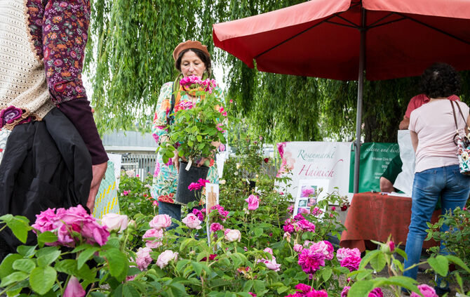 Rosenmarkt verlegt - Bild 36_42