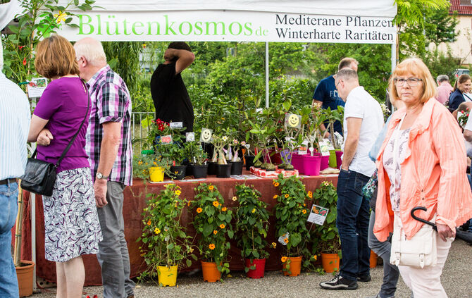 Rosenmarkt verlegt - Bild 34_43