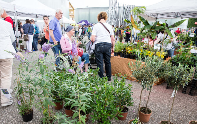 Rosenmarkt verlegt - Bild 33_44