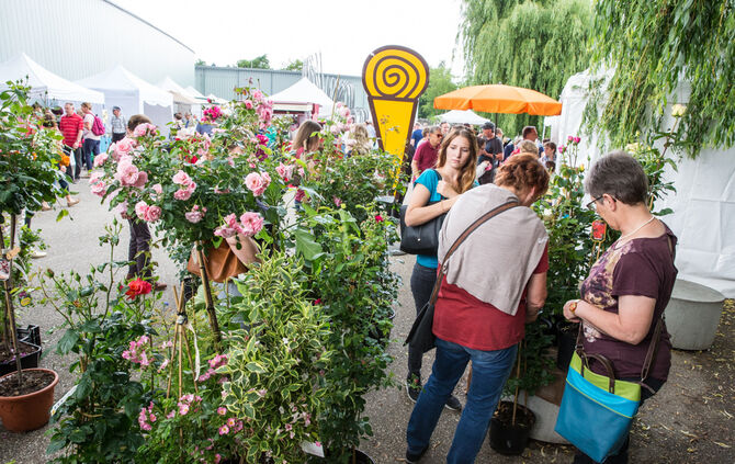 Rosenmarkt verlegt - Bild 29_47