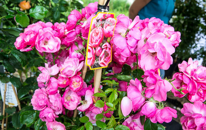 Rosenmarkt verlegt - Bild 28_48