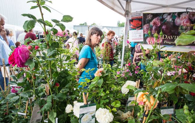 Rosenmarkt verlegt - Bild 27_49