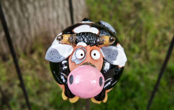 Rosenmarkt verlegt - Bild 26_50