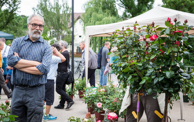 Rosenmarkt verlegt - Bild 06_66