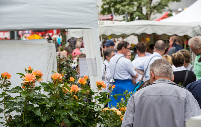 Rosenmarkt verlegt - Bild 04_67