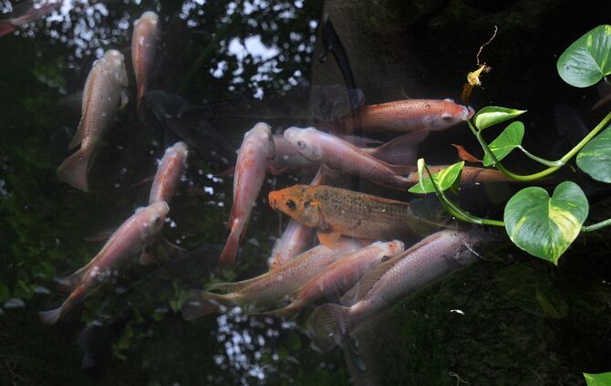 bonsai-gd037fdb06_1920 Koi Fisch Symbol Symbolbild Symbolfoto