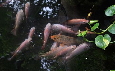 bonsai-gd037fdb06_1920 Koi Fisch Symbol Symbolbild Symbolfoto
