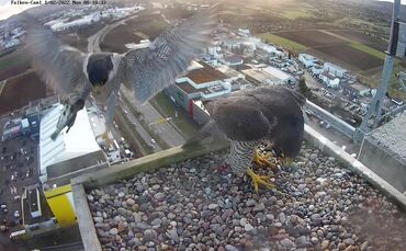Neue Falken in Fellbach
