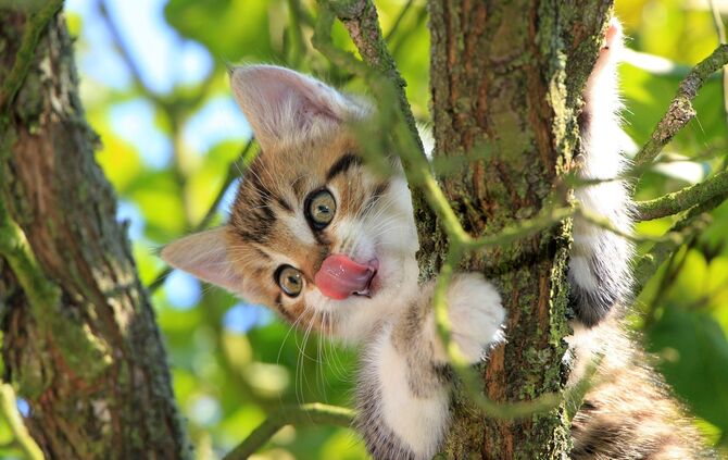Katze Baum Rettung Symbol Symbolfoto Symbolbild