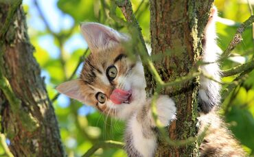 Katze Baum Rettung Symbol Symbolfoto Symbolbild