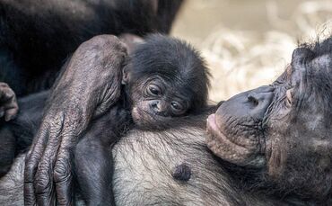 Bonobo Affen Wilhelma