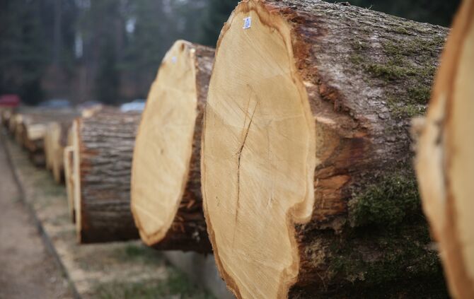 holz