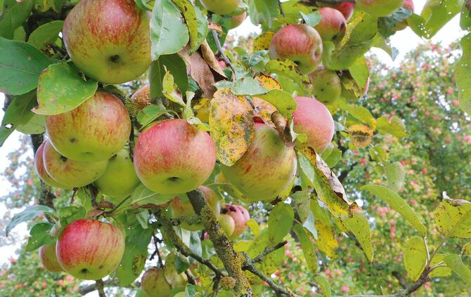 Apfel Mostobst bei Weiler zum Stein