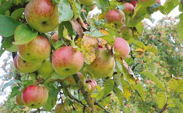 Apfel Mostobst bei Weiler zum Stein