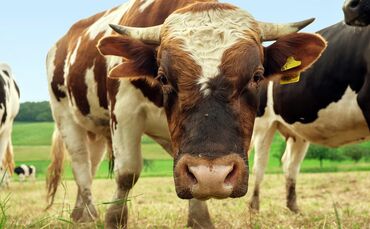 beef-g05e03b96a_1920