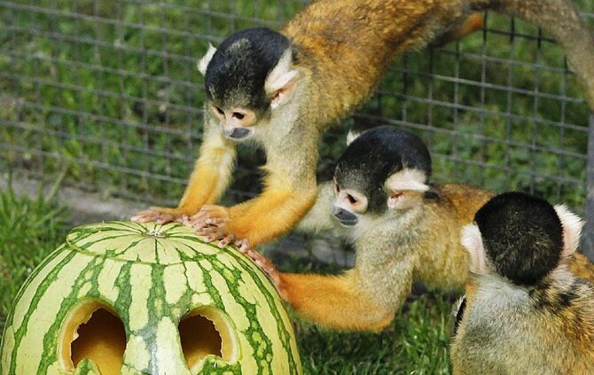 Halloween in Wilhelma_0