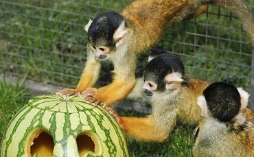 Halloween in Wilhelma_0