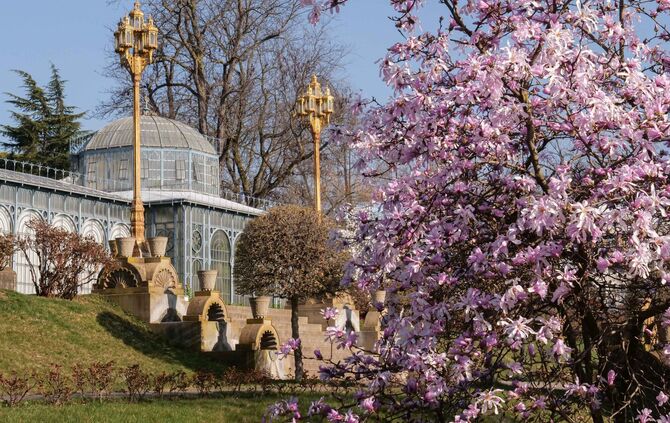 Magnolienbäume blühen Wilhelma