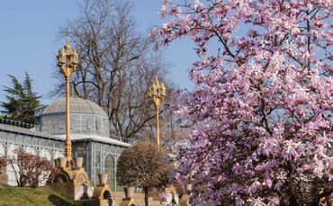 Magnolienbäume blühen Wilhelma