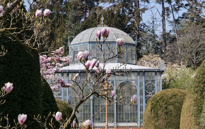 Magnolienbäume blühen Wilhelma