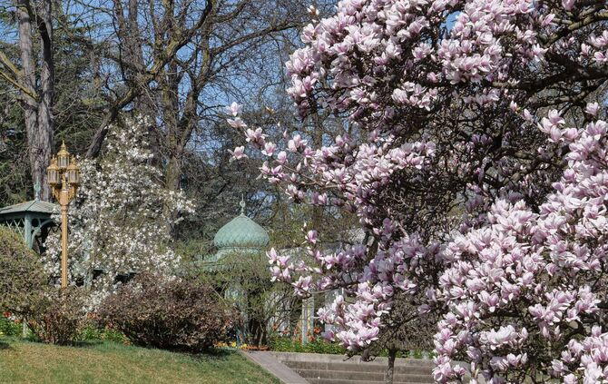 Magnolienbäume blühen Wilhelma