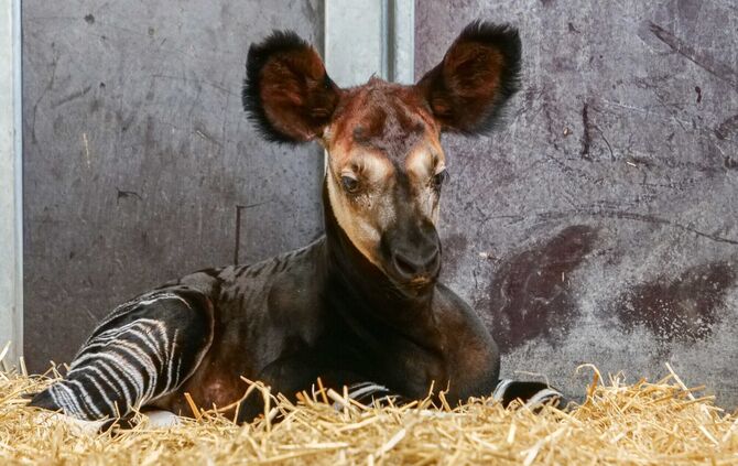 KW 13b Neuer Erfolg bei der Okapi-Nachzucht 01.04.2022 Bild 3
