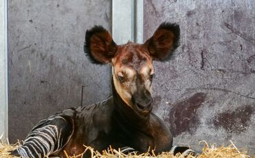 KW 13b Neuer Erfolg bei der Okapi-Nachzucht 01.04.2022 Bild 3
