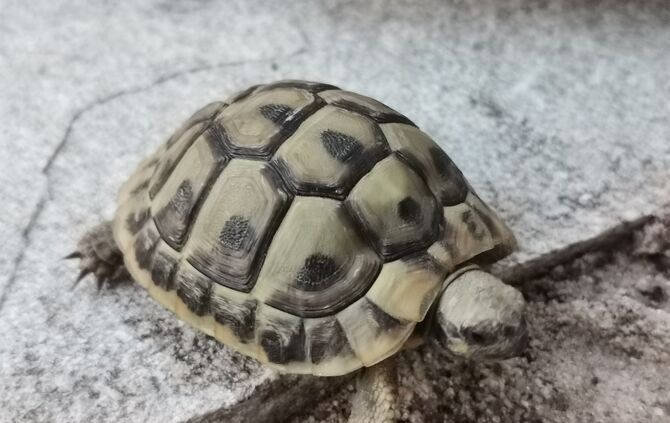 IMG_20210906_200235 Schildkröte kleine Wilhelma