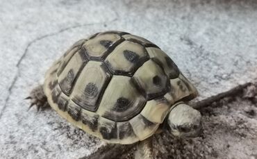 IMG_20210906_200235 Schildkröte kleine Wilhelma
