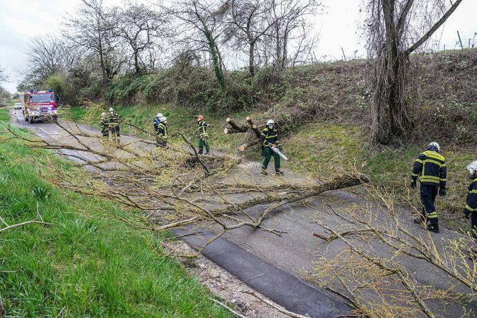 Weinstadt-Beutelsbach: Mehrere Baeume versperren die Strasse zum Schoenbuehl