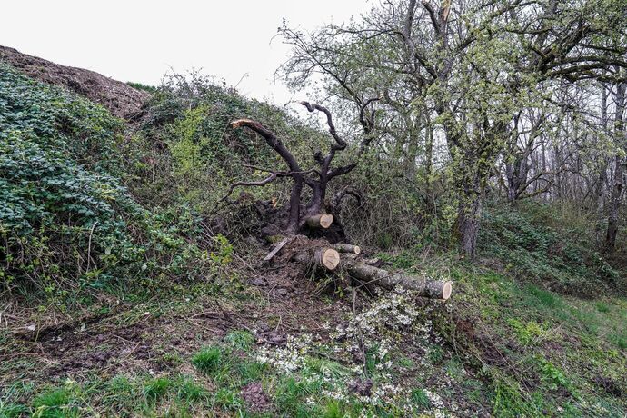 Weinstadt-Beutelsbach: Mehrere Baeume versperren die Strasse zum Schoenbuehl
