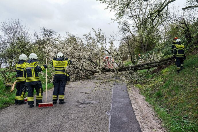 Weinstadt-Beutelsbach: Mehrere Baeume versperren die Strasse zum Schoenbuehl