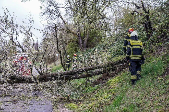 Weinstadt-Beutelsbach: Mehrere Baeume versperren die Strasse zum Schoenbuehl