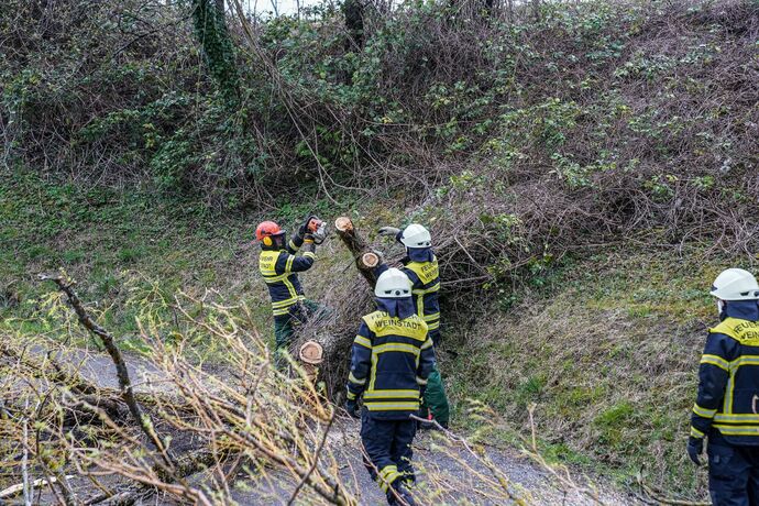 Weinstadt-Beutelsbach: Mehrere Baeume versperren die Strasse zum Schoenbuehl