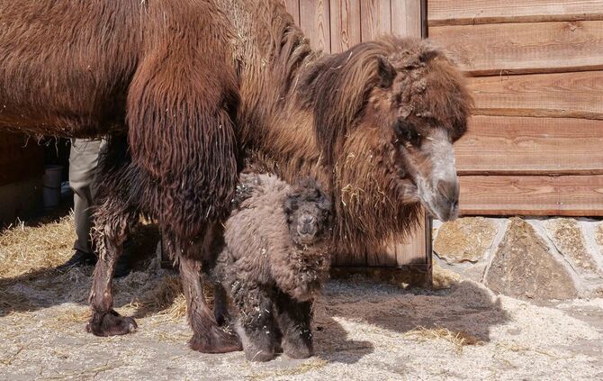 wilhelma Stuttgart Trampeltiere Kamel Nachwuchs