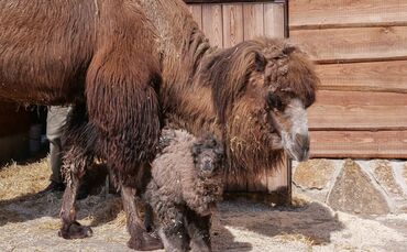 wilhelma Stuttgart Trampeltiere Kamel Nachwuchs