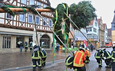 Maibaum 8