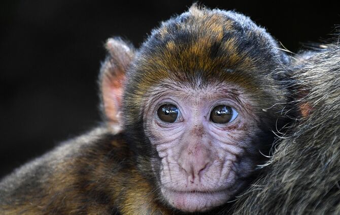 christels  - monkey-g351b1cfd7_1920