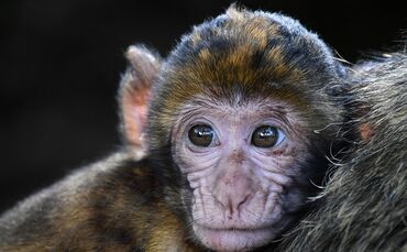 christels  - monkey-g351b1cfd7_1920