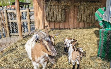 Wilhelma Stuttgart 19 Jungtiere auf Bauernhof und neuer Wasserspielplatz 22.04.2022 Bild 2