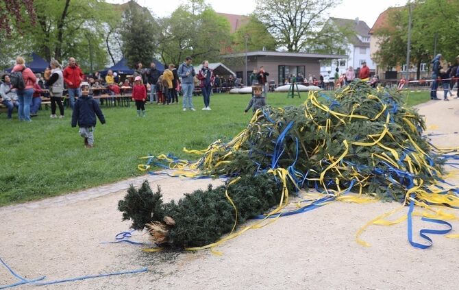 Maibaum Sturz Korb