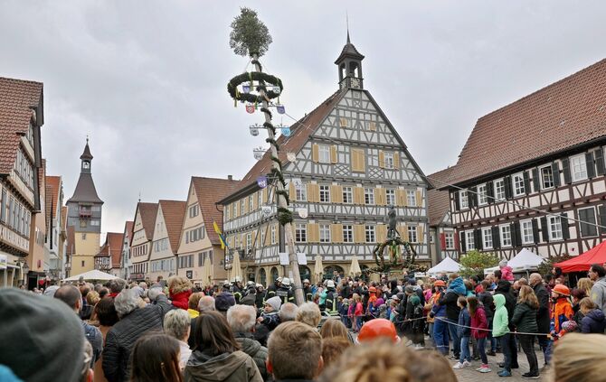 Maibaum-Aufstellung