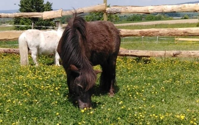 Finkbeiner Ponys