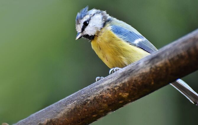 Didgeman - to-hunt-g2fc03d918_1920