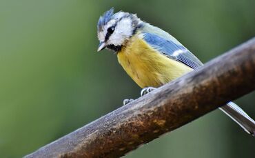 Didgeman - to-hunt-g2fc03d918_1920