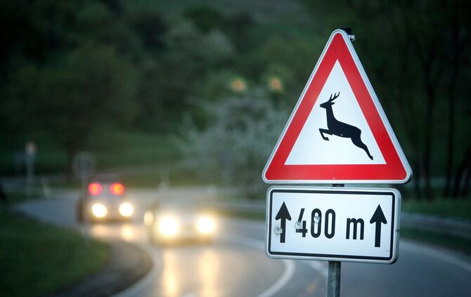 Featurebild Wildwechsel Wildunfall Unfall Hirsch Wild