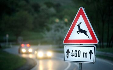 Featurebild Wildwechsel Wildunfall Unfall Hirsch Wild 