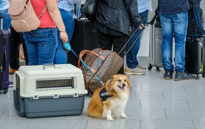 Hund am Flughafen