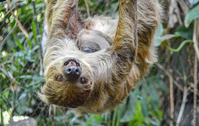 Zweifingerfaultiere Nachwuchs Wilhelma