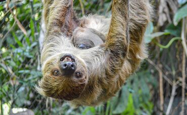 Zweifingerfaultiere Nachwuchs Wilhelma